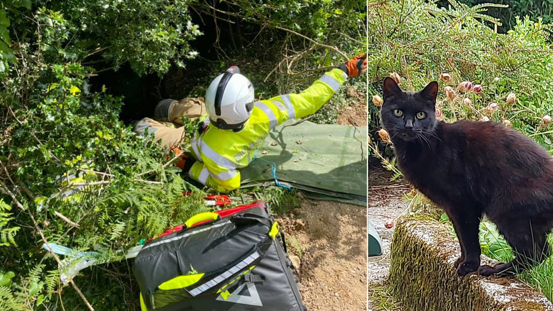 Gato maulló hasta encontrar ayuda para su dueña de 83 años, que cayó en un barranco (Fotos)