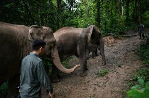 La agridulce convivencia entre humanos y elefantes asiáticos en China