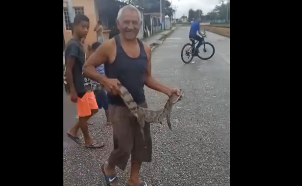 Caimancitos y peces invadieron las calles y casas de Apure tras fuertes precipitaciones (VIDEOS)