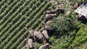Manada de elefantes errantes en China está a punto de regresar a su hogar (VIDEO)