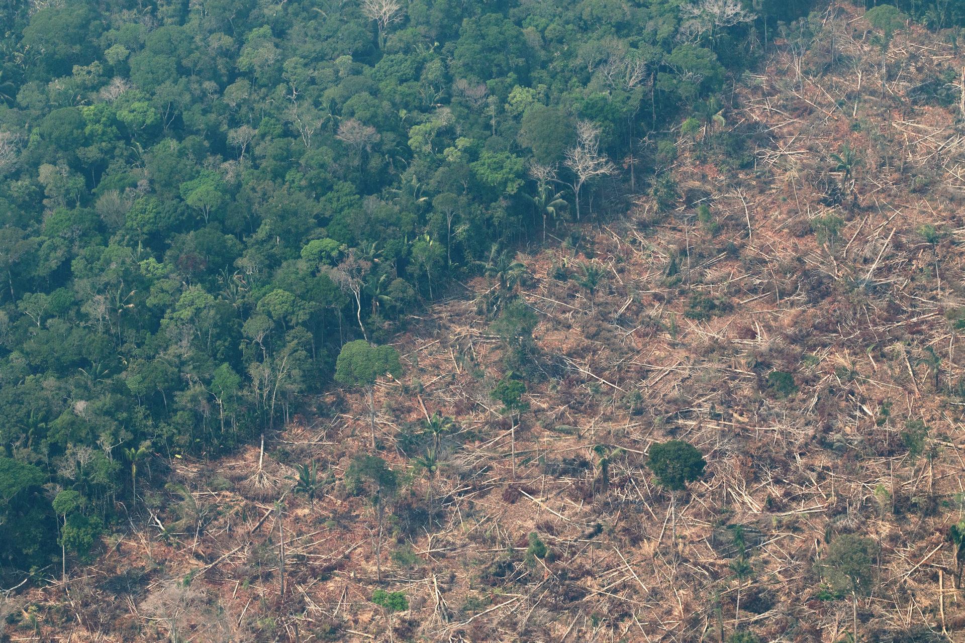 La Amazonía perdió un área equivalente a Chile en 36 años