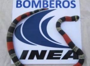 ¡Preocupante! Aumentan los casos por mordeduras de serpientes en Guárico