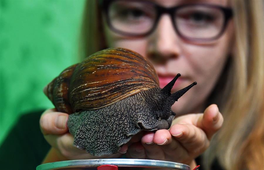 Florida erradicó el dañino caracol africano gigante, capaz de causar meningitis