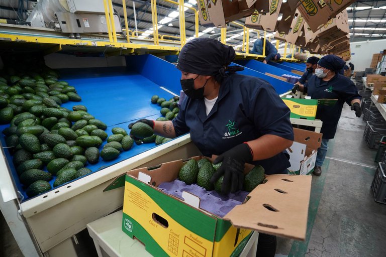 ¿Por qué algunos chefs internacionales dejaron de consumir aguacate?