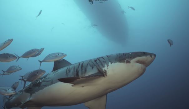 ¡Espeluznante! Captaron en VIDEO a un tiburón repleto de cicatrices de supervivencia