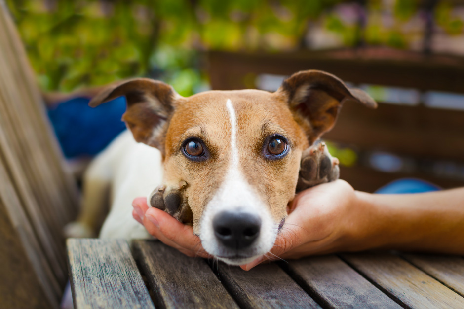 España: Primer paso para conceptuar a los animales como seres sensibles y dejar ser considerarlos bienes o cosas