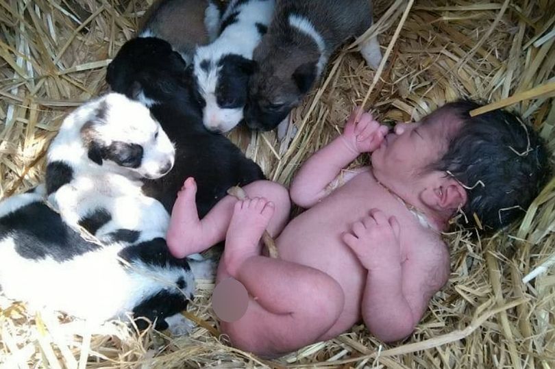 Perrita salvó a una bebé recién nacida abandonada y le dio calor junto a sus cachorros (Fotos)