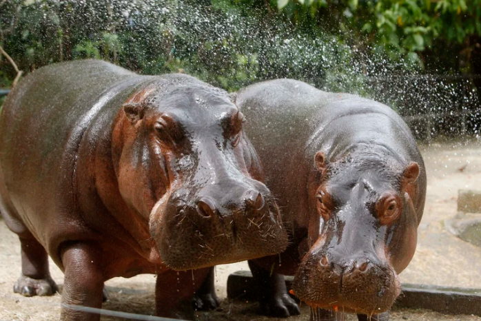 Un par de hipopótamos en Bélgica contrajeron Covid-19: serían los primeros de la especie en infectarse