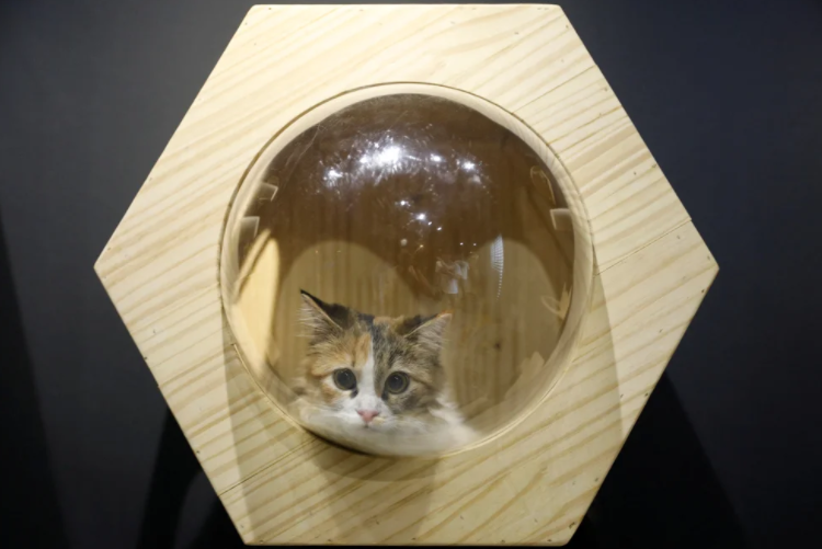 La mirada de los gatos es el reflejo de sus emociones: la clara reacción de lo que nos quieren decir