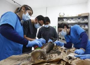 Exhuman en Colombia los restos de uno de los elefantes más longevos del mundo enterrado en la hacienda de Pablo Escobar (FOTOS)