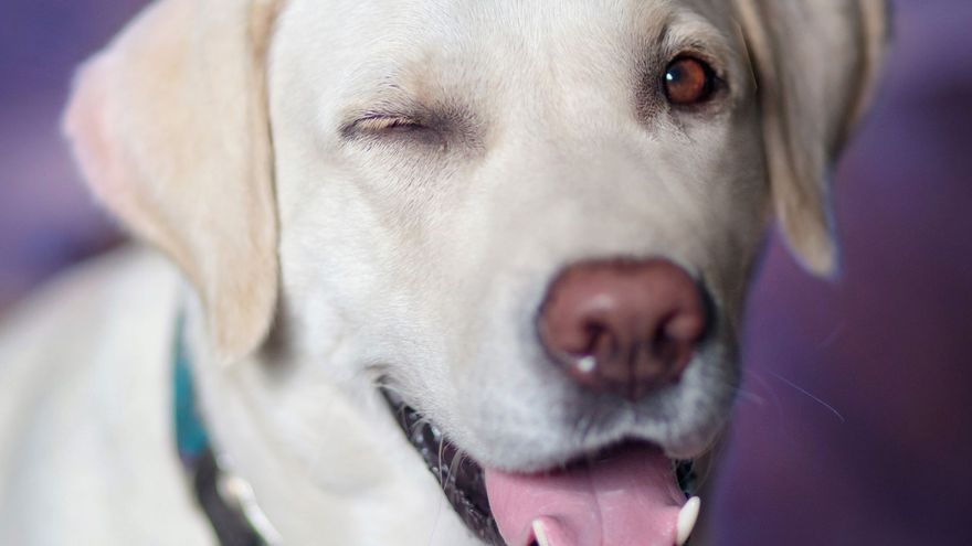 El cerebro de los perros puede distinguir diferentes patrones entre idiomas