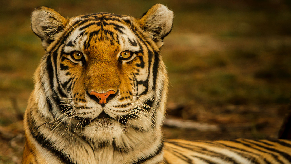 Un tigre le arranca la mano a su cuidadora y ataca a otros dos trabajadores en un zoológico en Japón