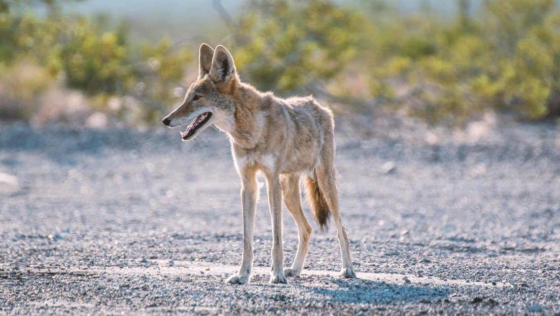 ¿Qué especie es? Expertos intentan descifrar al animal rescatado por una mujer en Pensilvania (FOTOS)