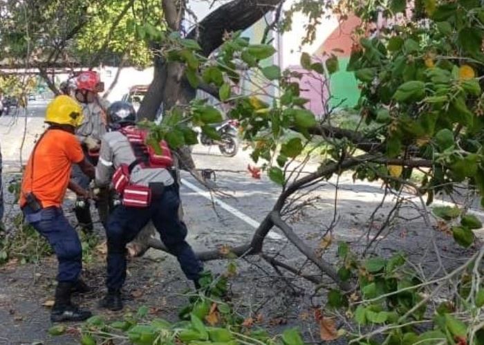 Un árbol cayó en la autopista Francisco Fajardo a la altura de Puente Hierro (Fotos)