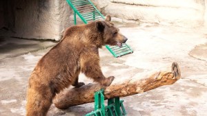 Mujer arrojó a una niña a la jaula de un oso en un zoológico y la reacción del animal nadie la esperaba