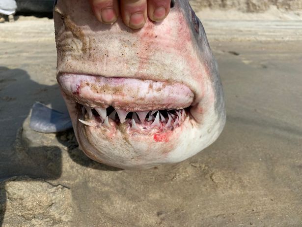 Aterrador tiburón blanco con enormes dientes afilados aparece en playa de Carolina del Norte