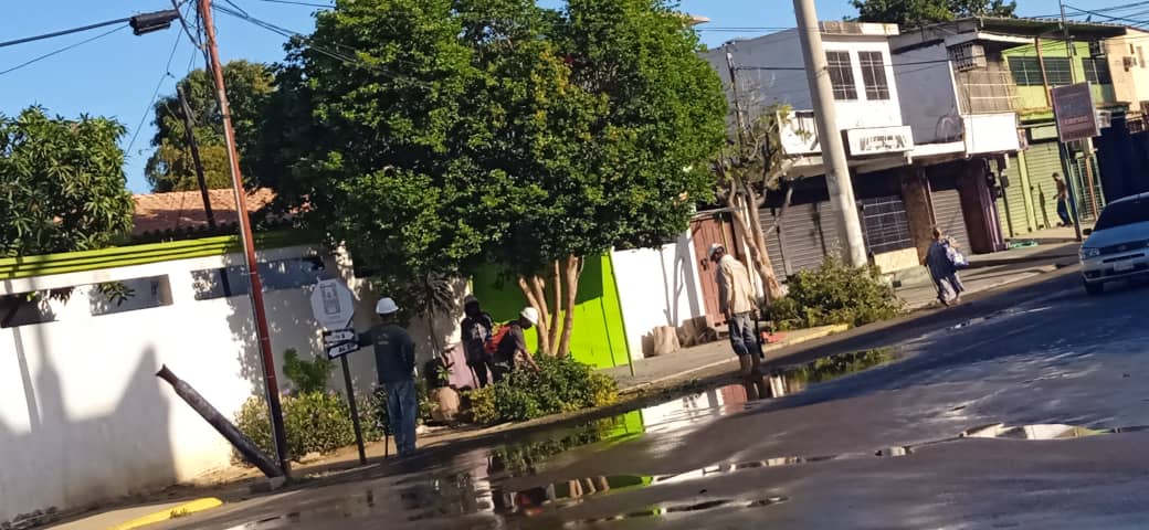 Mientras los apagones no cesan en el Zulia, Corpoelec se dedica a talar árboles de manera criminal