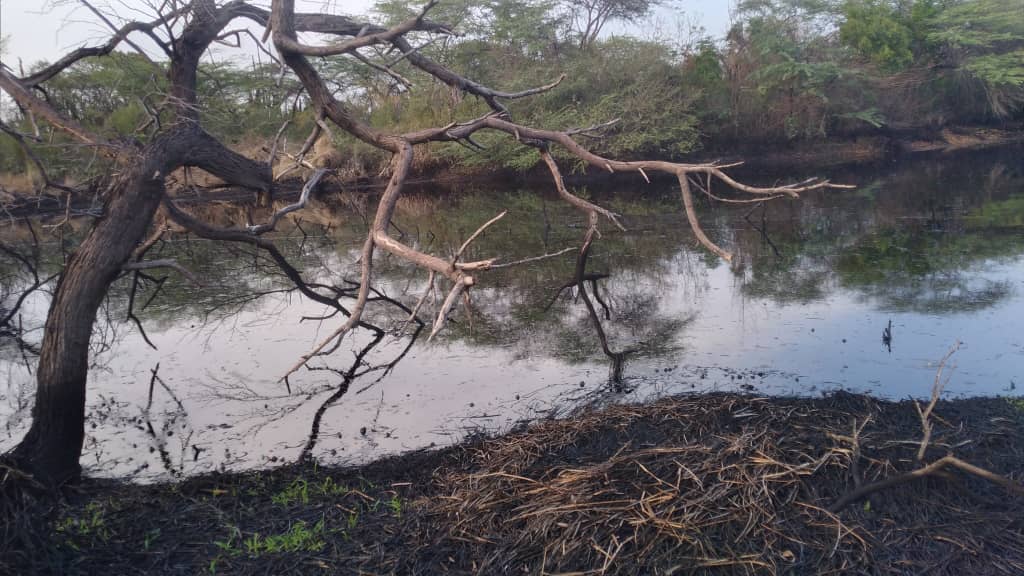 Las FOTOS que demuestran el terrible daño ocasionado por un derrame de petróleo en Falcón