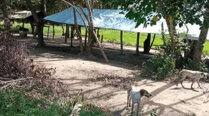 Mafias de invasores disfrazados de campesinos: la “plaga” que está acabando con las fincas en Barinas