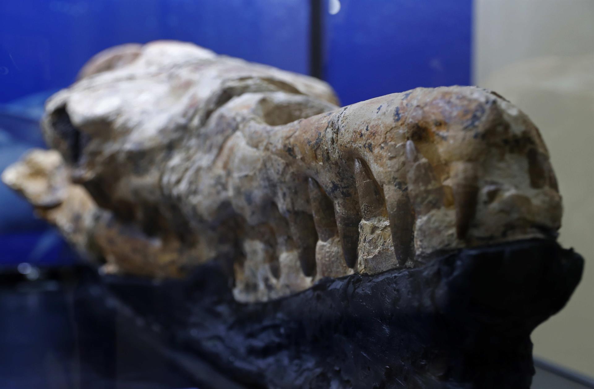 El monstruo marino que habitaba las aguas peruanas hace 36 millones de años