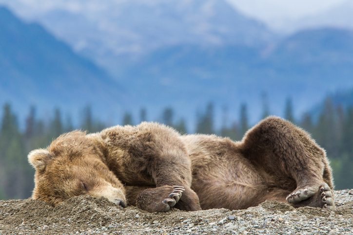 Desalmados apalearon hasta la muerte a un oso en una aldea de Irán