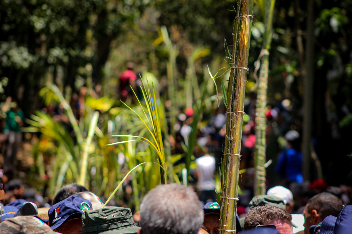 Palmeros de Chacao bajarán por Sabas Nieves este #1Abr para el Domingo de Ramos