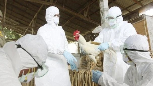 Detectan en EEUU el primer caso de contagio humano con la gripe aviar