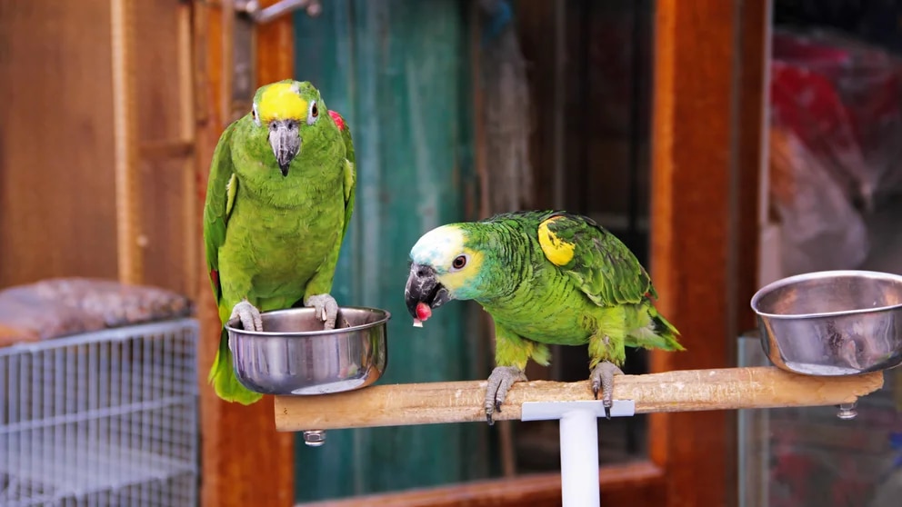 Por qué hablan los loros y cómo lo logran si no tienen cuerdas vocales