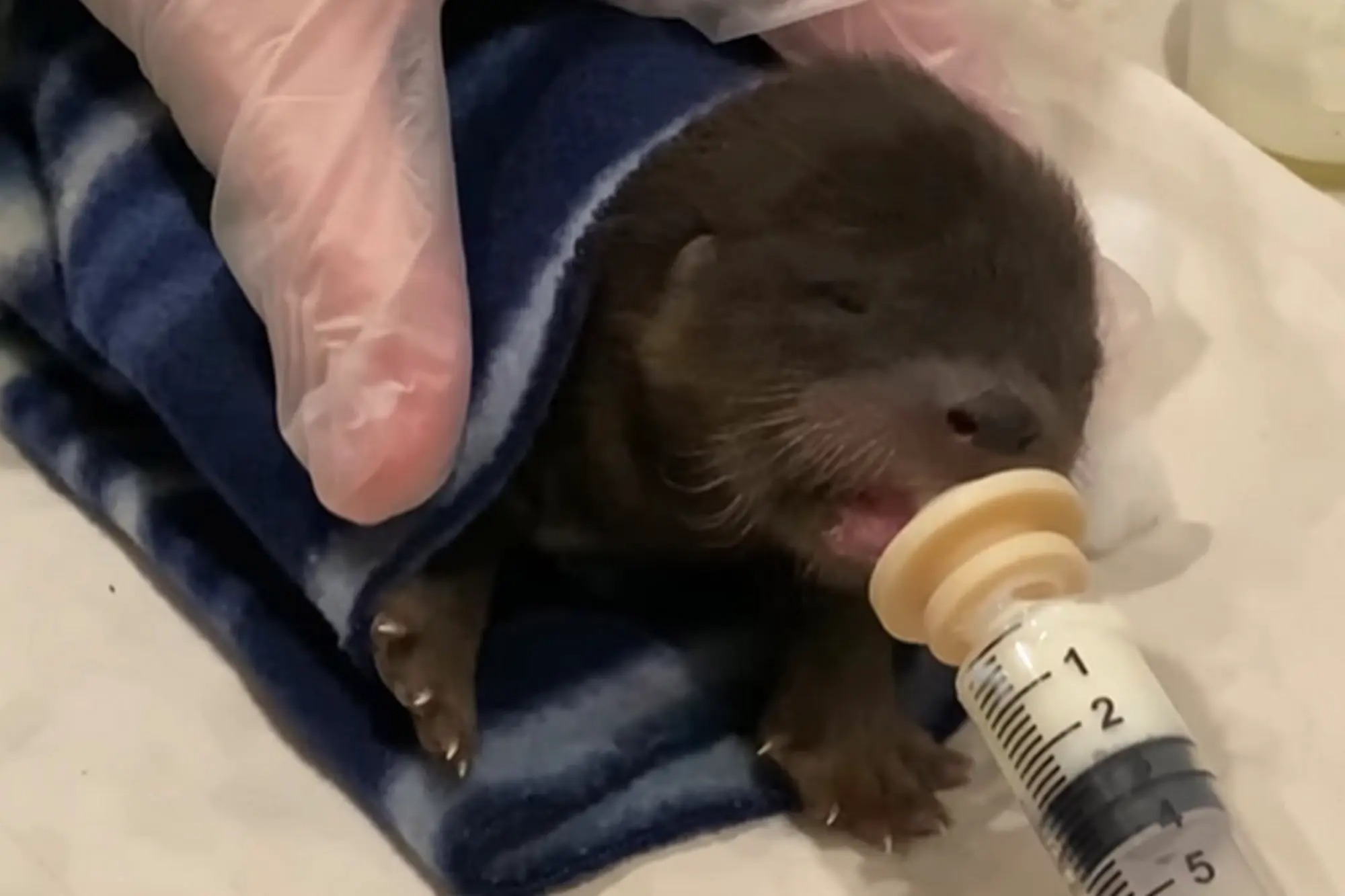 Perro de tres patas salvó a una nutria bebé de morir ahogada en río de Minnesota