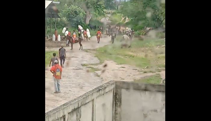 Sujetos armados robaron ganado de una finca en Machiques de Perijá (Video)