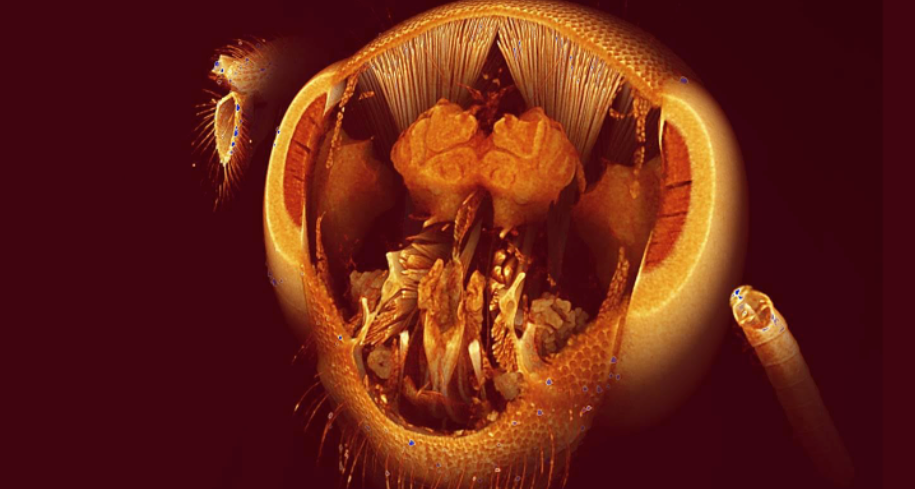 El sofisticado cerebro de las abejas