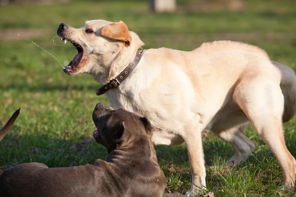 Qué hacer cuando un perro o gato muerde o araña a una persona