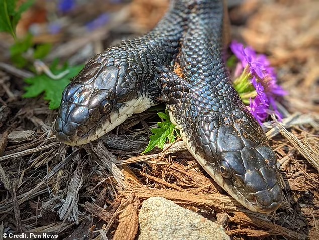 Serpiente de dos cabezas hallada en Misuri hace 17 años desafió todas las predicciones