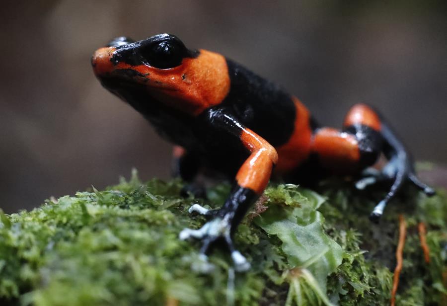 Esperanza para una ranita condenada a extinguirse por el tráfico de fauna en Colombia