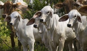Comienza la escasez de carne en Táchira por la paralización del traslado de ganado