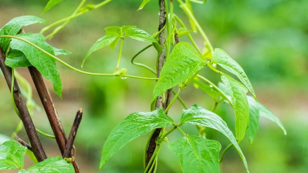 Logran tratar un cáncer de colon empleando un virus vegetal: eliminó todos los tumores en ratones