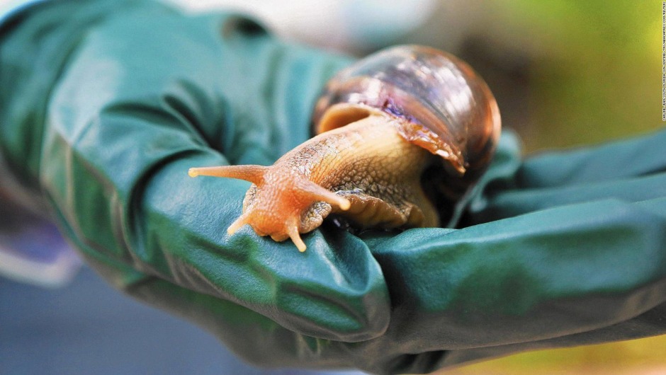 La curiosa táctica de Florida para atrapar a los caracoles africanos invasores