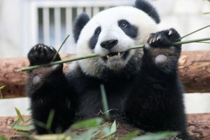 Descubrieron la razón por la que los osos pandas se volvieron vegetarianos