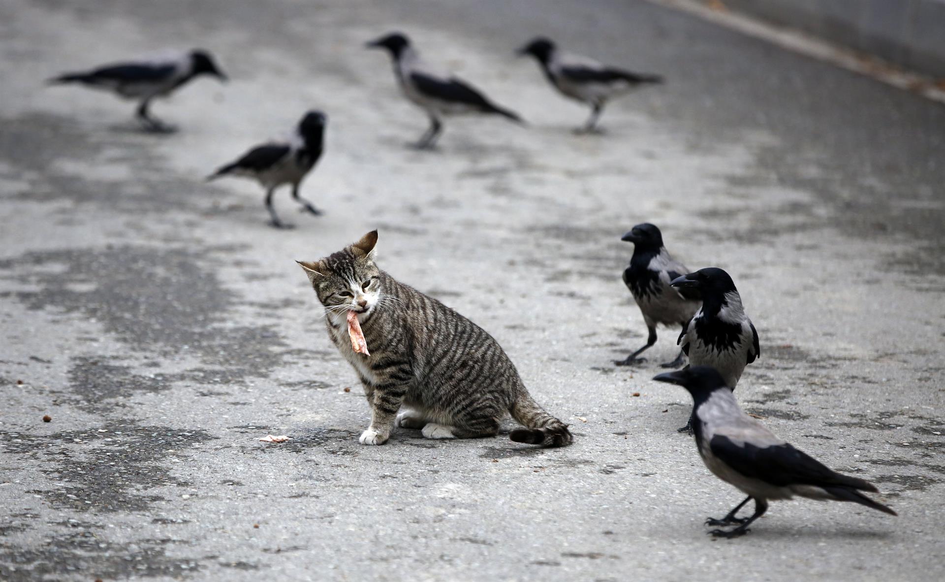 Las hormonas y el microbioma influyen en que los gatos puedan vivir en grupo