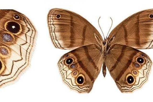 Mariposa descubierta en Colombia será nombrada en honor a Iván Duque