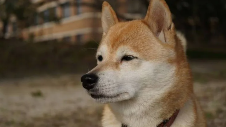 Envió a su mascota a un campamento de perros y le devolvieron una urna con sus cenizas