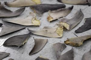 Gobierno federal apunta a las empresas estadounidenses atrapadas en el lucrativo comercio de aletas de tiburón