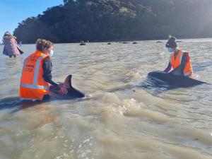 Rescatados ocho delfines que habían quedado varados en una playa de Nueva Zelanda