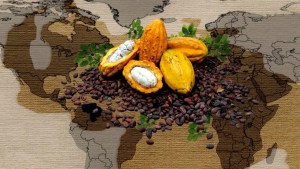 Sustainable Cacao: Good for the Economy, Great for the Forest