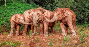 Día Mundial del Elefante: ¿por qué el #12Ago?