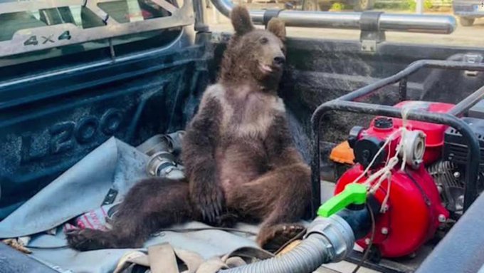 Pequeño oso fue rescatado luego de intoxicarse con “miel loca” (VIDEO)