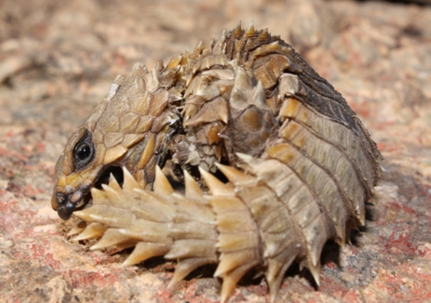 ¿Los dragones no existen? Échale un ojo al carismático lagarto armadillo (Fotos)