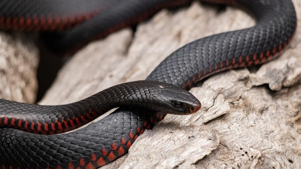 VIDEO aterrador: Una serpiente estaba atrapada en el techo de una vivienda y esto ocurrió