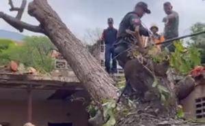 Árbol colapsó sobre una vivienda y una iglesia evangélica tras lluvias en Vargas