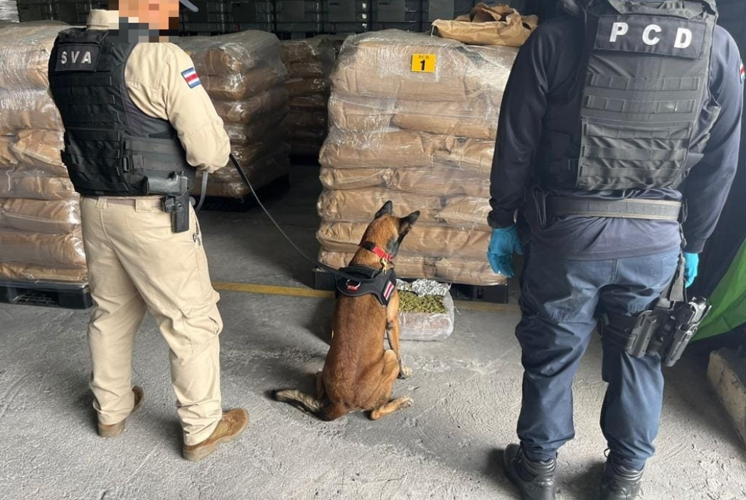 Decomisan 2,3 toneladas de cocaína en Costa Rica en contenedor cargado de fruta